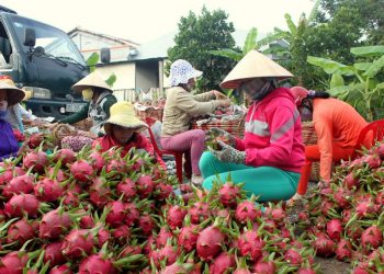 Lào Cai: Xuất khẩu thanh long trở lại sau 5 tháng tạm dừng