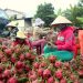 Lào Cai: Xuất khẩu thanh long trở lại sau 5 tháng tạm dừng