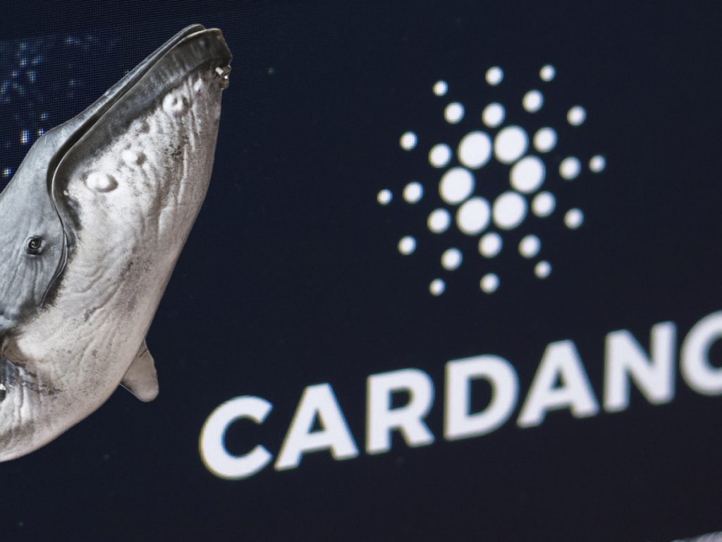 ViMoney: Số lượng địa chỉ cá voi Cardano tăng 15.000% kể từ giữa tháng 12