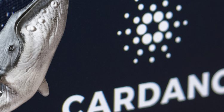 ViMoney: Số lượng địa chỉ cá voi Cardano tăng 15.000% kể từ giữa tháng 12