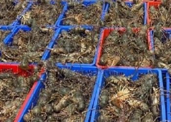 Tôm hùm kẹt ở cửa khẩu, doanh nghiệp xả giá từ 550.000 đồng/kg