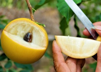 Vú sữa hoàng kim: Xưa sốt giá, nay... hết thời?