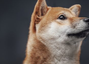 140,7 triệu Shiba Inu đã được thêm vào sự kiện đốt coin ngày 15/3