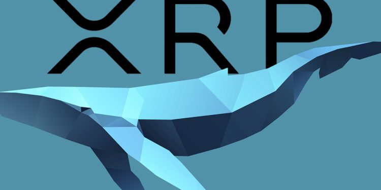 Cá voi di chuyển 60 triệu XRP giữa các ví