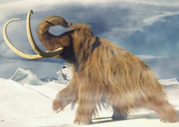 Charles Hoskinson ủng hộ ý tưởng hồi sinh voi ma mút lông cừu của Colossal