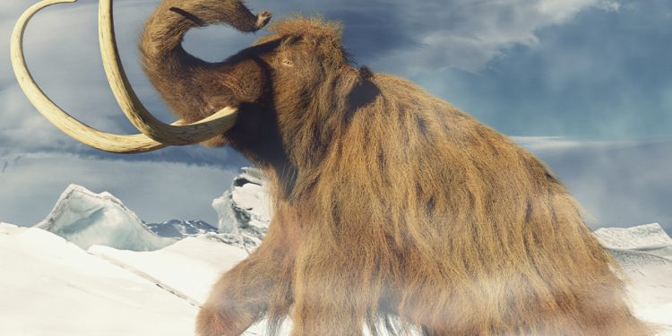 Charles Hoskinson ủng hộ ý tưởng hồi sinh voi ma mút lông cừu của Colossal