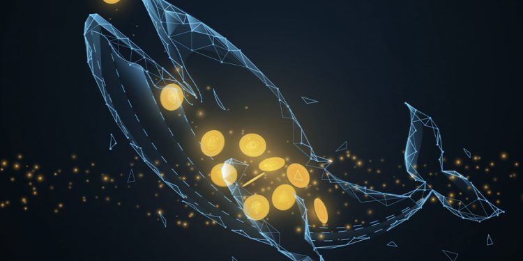 ViMoney; Cá voi tích lũy một lượng lớn Bitcoin, Ethereum và SHIB khi giá giảm