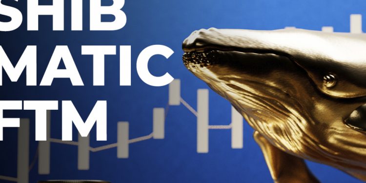 ViMoney: SHIB, MATIC, FTM được cá voi ETH hàng đầu mua nhiều nhất trong 24 giờ qua