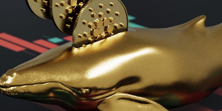 Cá voi Cardano tăng các giao dịch lớn lên 213% khi giá giảm