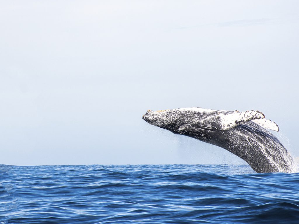 ViMoney: Số lượng khổng lồ của Shiba Inu bị cá voi ETH nuốt chửng khi giá giảm