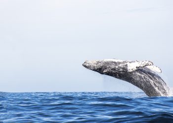 ViMoney: Số lượng khổng lồ của Shiba Inu bị cá voi ETH nuốt chửng khi giá giảm