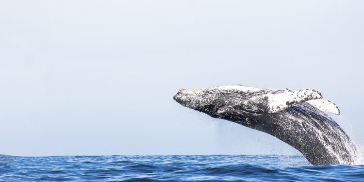 ViMoney: Số lượng khổng lồ của Shiba Inu bị cá voi ETH nuốt chửng khi giá giảm