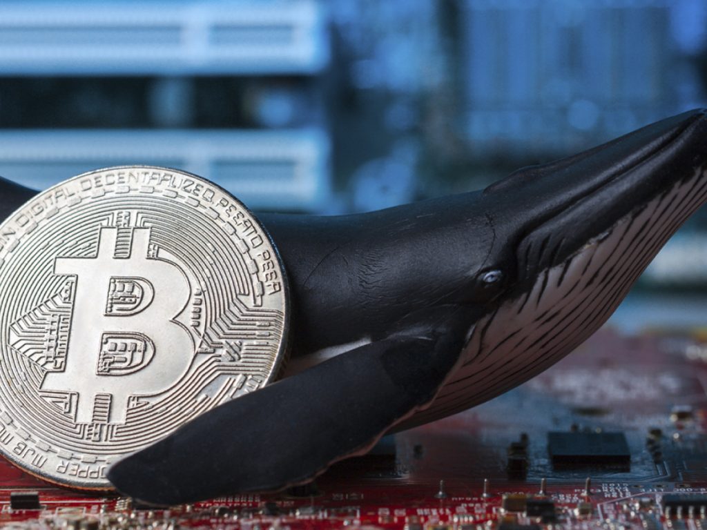 ViMoney: Cá con tích lũy, cá voi phân phối, liệu đây đã là đáy của Bitcoin?