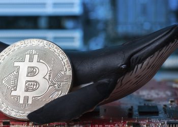ViMoney: Cá con tích lũy, cá voi phân phối, liệu đây đã là đáy của Bitcoin?