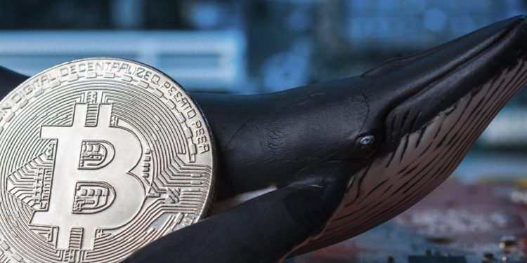 ViMoney: Cá con tích lũy, cá voi phân phối, liệu đây đã là đáy của Bitcoin?