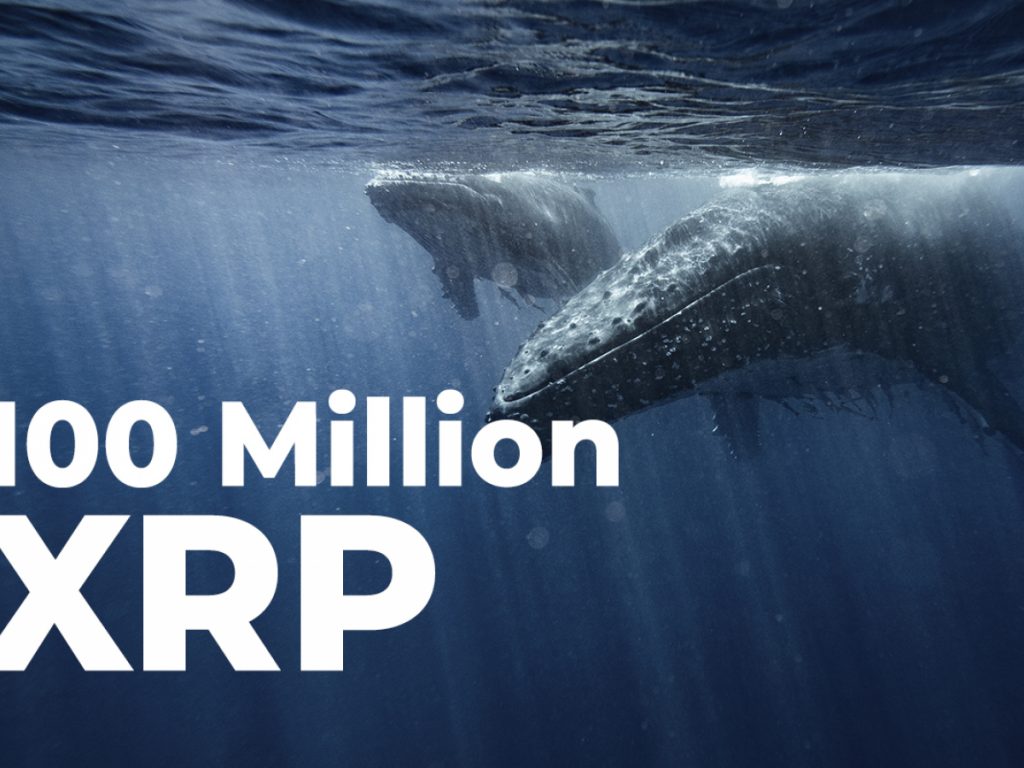 ViMoney: 100 triệu XRP được cá voi tích lũy