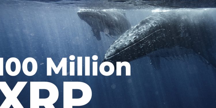 ViMoney: 100 triệu XRP được cá voi tích lũy