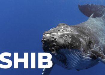 Cá voi Shiba Inu lấy hàng tỷ token khi SHIB phục hồi