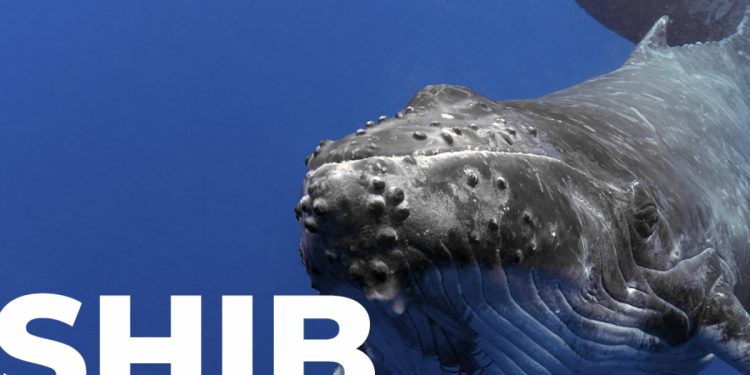 Cá voi Shiba Inu lấy hàng tỷ token khi SHIB phục hồi