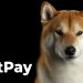 ViMoney: Shiba Inu và Dogecoin và một số đồng được hỗ trợ bởi BitPay đã được chấp nhận bởi NOYACK Logistics Income