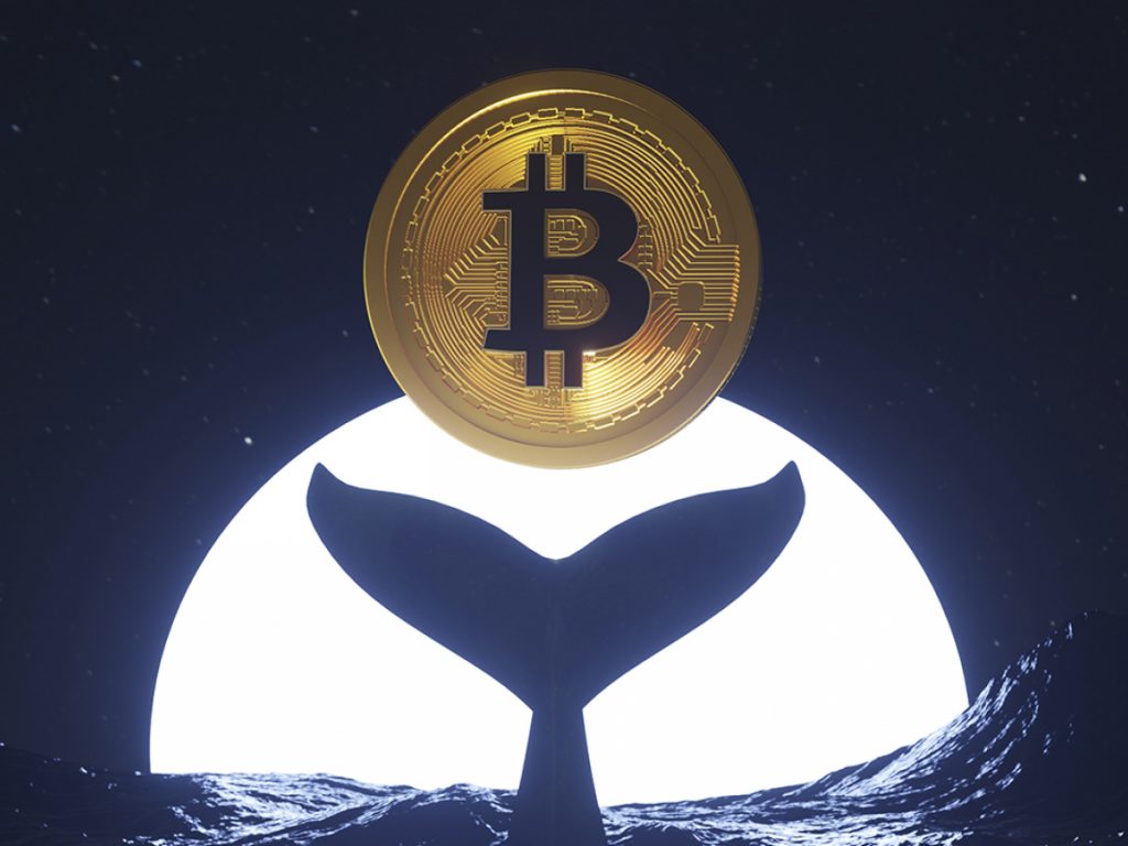 ViMoney: Cá voi Bitcoin thức dậy sau gần 10 năm