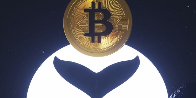 ViMoney: Cá voi Bitcoin thức dậy sau gần 10 năm