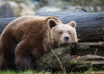 ViMoney: Chúng ta có đang ở trong một thị trường Gấu hay chưa?