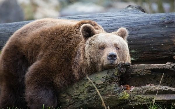 ViMoney: Chúng ta có đang ở trong một thị trường Gấu hay chưa?