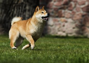 ViMoney: Shiba Inu tăng 18% khi Bitcoin vượt 48.000 đô la h1