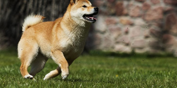 ViMoney: Shiba Inu tăng 18% khi Bitcoin vượt 48.000 đô la h1