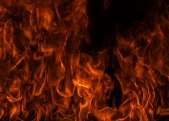 ViMoney: NowPayments ra mắt tính năng đốt Shiba Inu (SHIB) h1