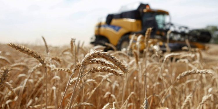 Lúa mì đạt mức cao kỷ lục kể từ năm 2008 trong bối cảnh căng thẳng địa chính trị và chuỗi cung ứng qua Biển Đen bị tắc nghẽn