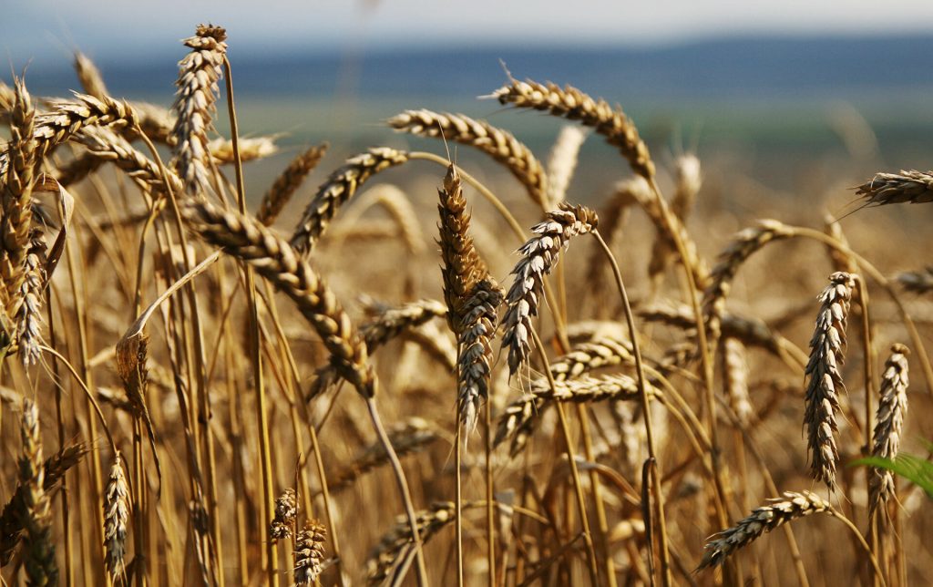 Những cảnh báo của FAO về nguy cơ mất an ninh lương thực thế giới