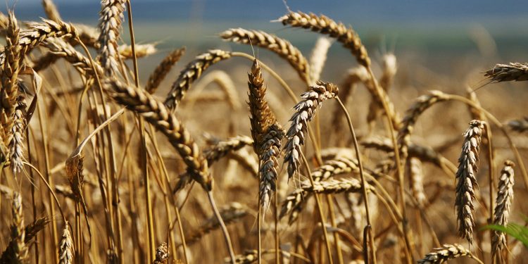 Những cảnh báo của FAO về nguy cơ mất an ninh lương thực thế giới