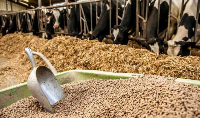 vimoney: Dự báo giá thức ăn chăn nuôi 2022 sau 10 lần leo thang