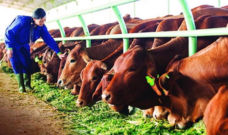 vimoney: Vinamilk và tham vọng thu 1000 tỷ từ thị trường thịt bò