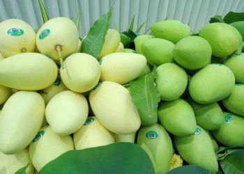 Triển vọng xuất khẩu cho xoài Việt