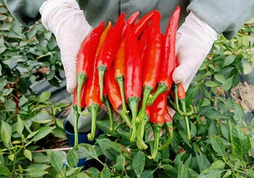 vimoney: 5 doanh nghiệp Việt được xuất khẩu ớt tươi sang Trung Quốc