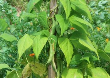 Beanstalk bị tấn công hàng loạt, BEAN sụp đổ về 0