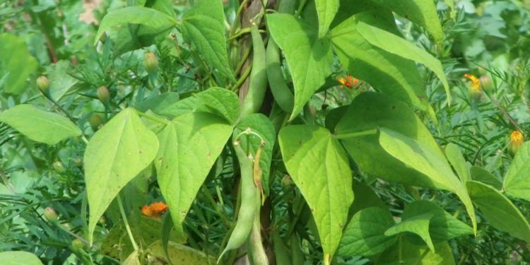 Beanstalk bị tấn công hàng loạt, BEAN sụp đổ về 0