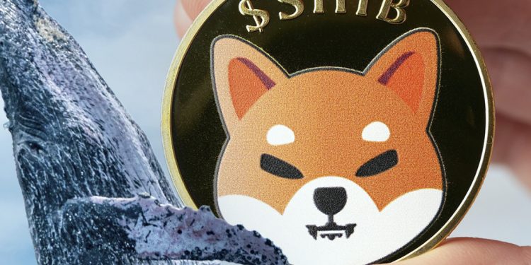 243,6 tỷ Shiba Inu được Cá voi thu được khi Token phục hồi từ mùa thu gần đây