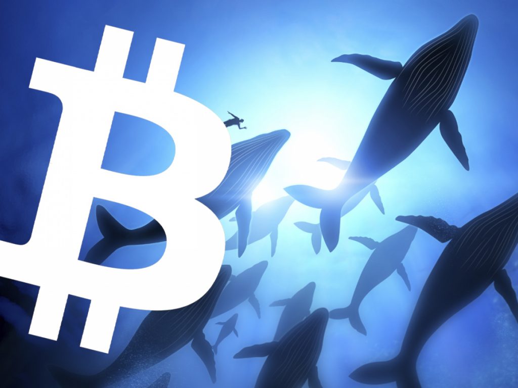 Vimoney: Một cá voi mua 1 triệu đô la Bitcoin mỗi ngày bất kể giá cả, nó đang nắm giữ bao nhiêu BTC? h1