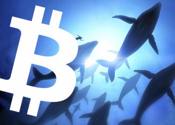 Vimoney: Một cá voi mua 1 triệu đô la Bitcoin mỗi ngày bất kể giá cả, nó đang nắm giữ bao nhiêu BTC? h1