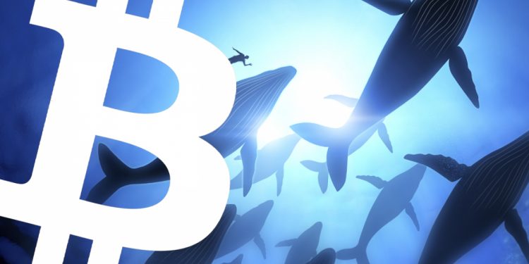 Vimoney: Một cá voi mua 1 triệu đô la Bitcoin mỗi ngày bất kể giá cả, nó đang nắm giữ bao nhiêu BTC? h1