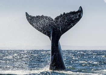 Cá voViMoney: Santiment: Cá voi đang tận dụng "cơ hội mua hàng tốt nhất" khi giao dịch với Stablecoin h1i đang tận dụng "Cơ hội mua hàng tốt nhất" khi giao dịch với Stablecoin Gia tăng: Santiment