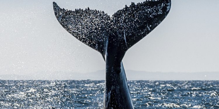 Cá voViMoney: Santiment: Cá voi đang tận dụng "cơ hội mua hàng tốt nhất" khi giao dịch với Stablecoin h1i đang tận dụng "Cơ hội mua hàng tốt nhất" khi giao dịch với Stablecoin Gia tăng: Santiment