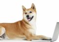 Khả năng sinh lời của Shiba Inu tăng vọt khi các giao dịch lớn trên mạng lưới tăng 508%