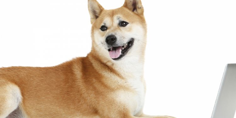 Khả năng sinh lời của Shiba Inu tăng vọt khi các giao dịch lớn trên mạng lưới tăng 508%