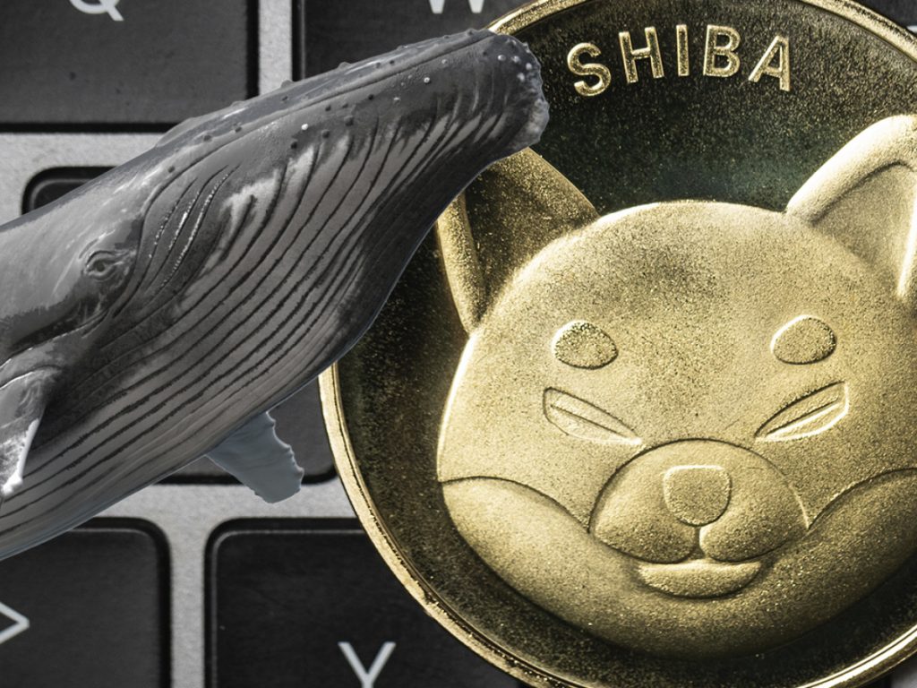 Khi Shiba Inu tăng 20%, Whale mua 775 tỷ token