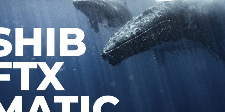 SHIB, FTX, MATIC trong Danh sách tài sản Cá voi đang có: Báo cáo